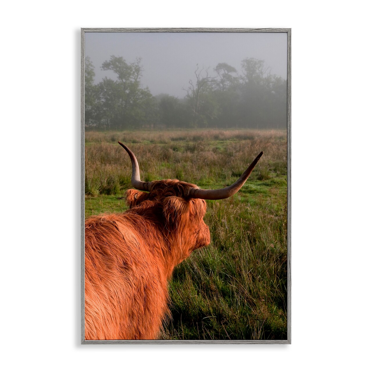 Stupell Industries Highland Cow Gazing Out Framed Giclee, design by Jenny Rainbow Fine Art
